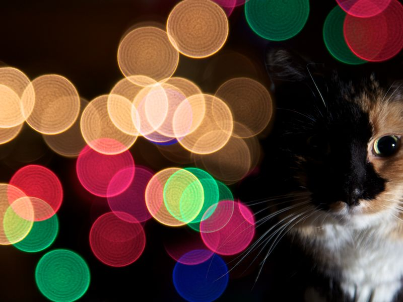Illustration for article titled Shooting Challenge: Bokeh, Gallery 2